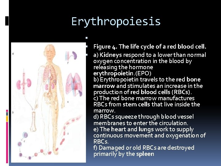 Erythropoiesis Figure 4. The life cycle of a red blood cell. a) Kidneys respond