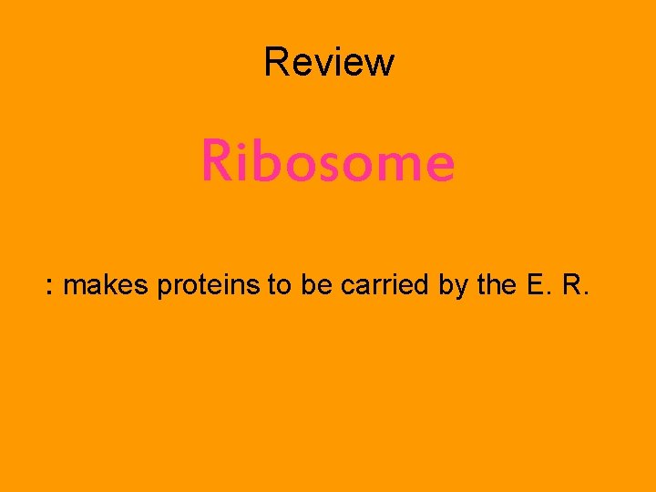 Review Ribosome : makes proteins to be carried by the E. R. 