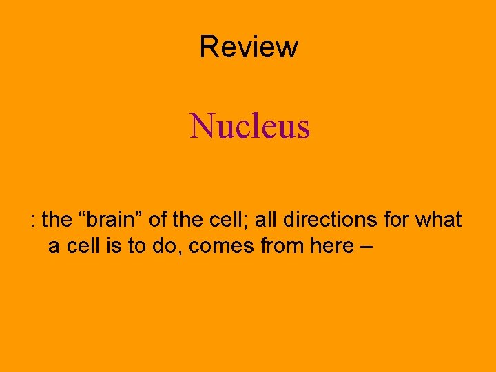 Review Nucleus : the “brain” of the cell; all directions for what a cell