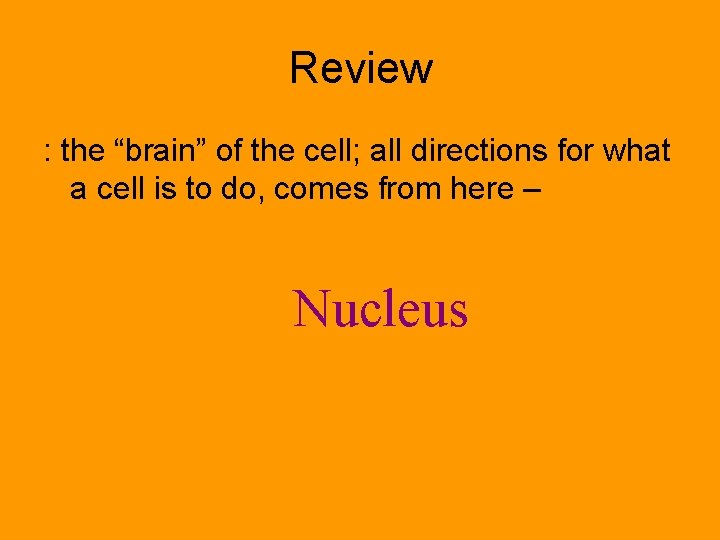 Review : the “brain” of the cell; all directions for what a cell is