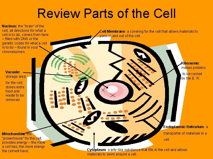 Review Parts of the Cell Nucleus: the “brain” of the cell; all directions for