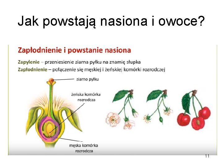 Jak powstają nasiona i owoce? 11 