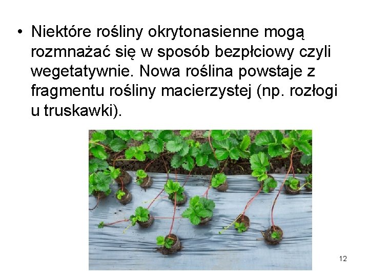  • Niektóre rośliny okrytonasienne mogą rozmnażać się w sposób bezpłciowy czyli wegetatywnie. Nowa