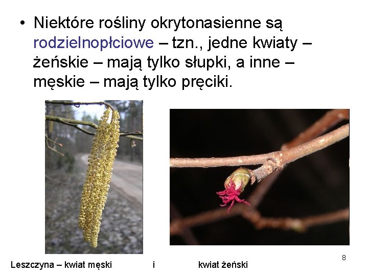  • Niektóre rośliny okrytonasienne są rodzielnopłciowe – tzn. , jedne kwiaty – żeńskie