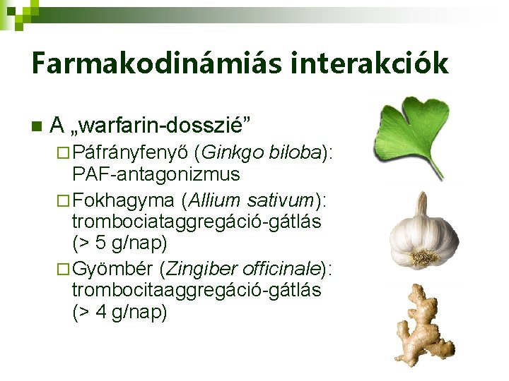 Farmakodinámiás interakciók n A „warfarin-dosszié” ¨ Páfrányfenyő (Ginkgo biloba): PAF-antagonizmus ¨ Fokhagyma (Allium sativum):