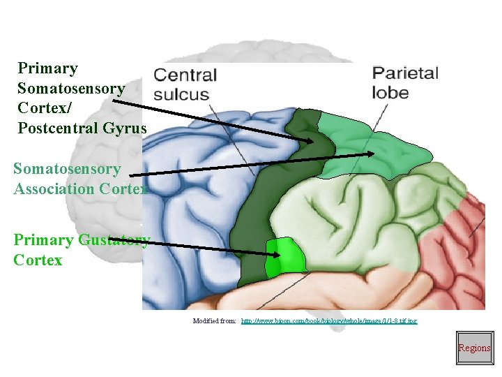 Primary Somatosensory Cortex/ Postcentral Gyrus Somatosensory Association Cortex Primary Gustatory Cortex Modified from: http: