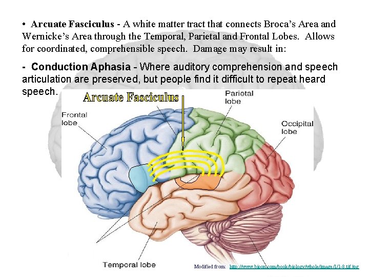  • Arcuate Fasciculus - A white matter tract that connects Broca’s Area and