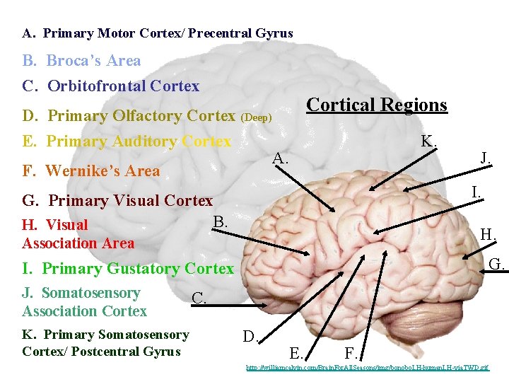 A. Primary Motor Cortex/ Precentral Gyrus B. Broca’s Area C. Orbitofrontal Cortex Cortical Regions