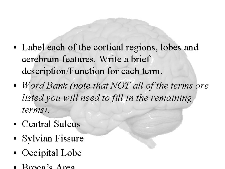  • Label each of the cortical regions, lobes and cerebrum features. Write a