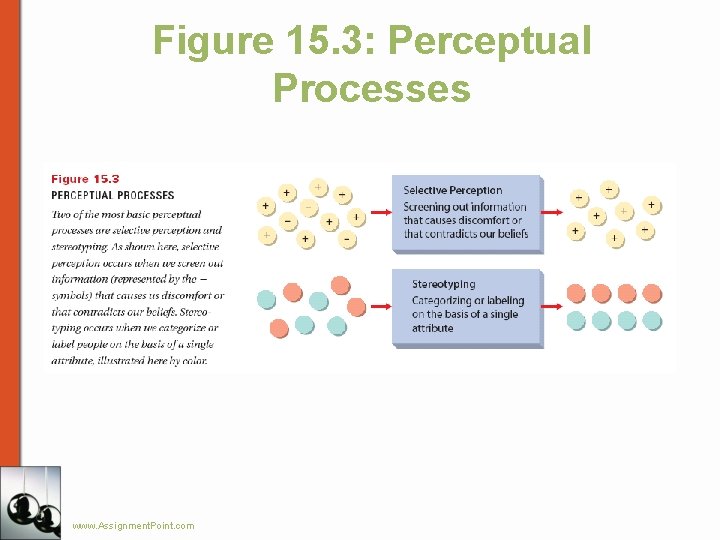 Figure 15. 3: Perceptual Processes www. Assignment. Point. com 