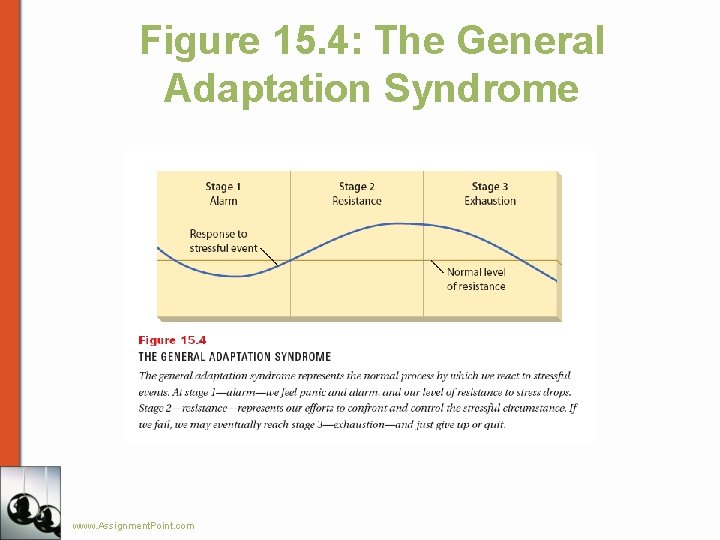 Figure 15. 4: The General Adaptation Syndrome www. Assignment. Point. com 