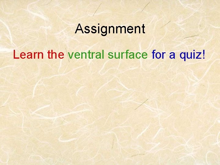 Assignment Learn the ventral surface for a quiz! 