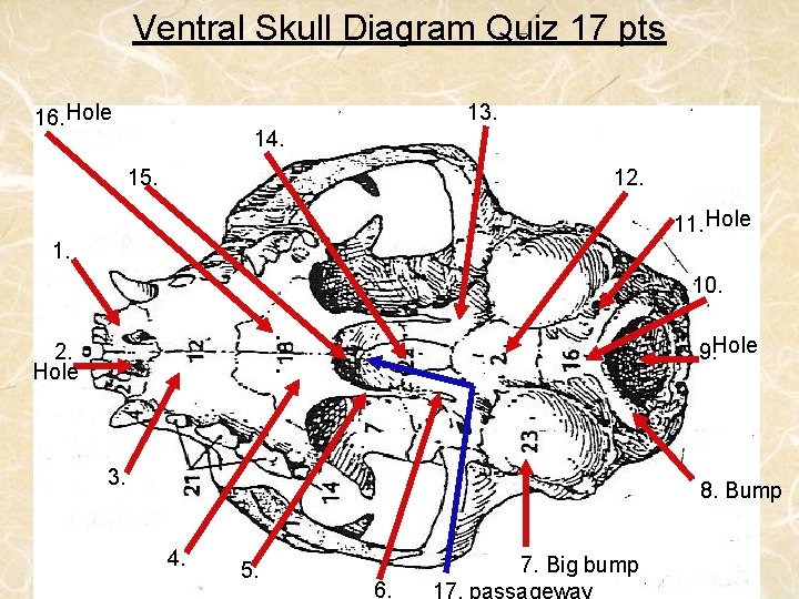 Ventral Skull Diagram Quiz 17 pts 16. Hole 13. 14. 15. 12. 11. Hole