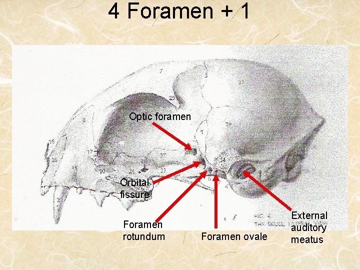 4 Foramen + 1 Optic foramen Orbital fissure Foramen rotundum Foramen ovale External auditory