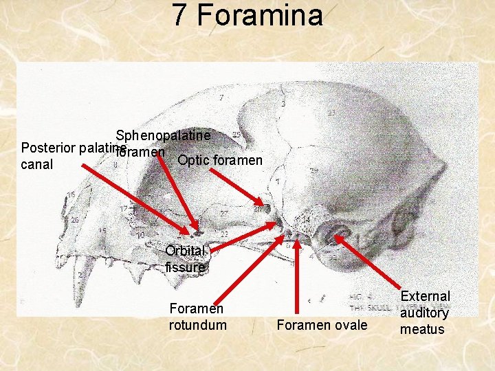 7 Foramina Sphenopalatine Posterior palatine foramen Optic foramen canal Orbital fissure Foramen rotundum Foramen