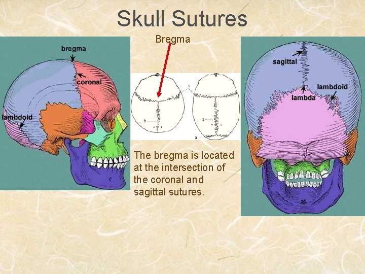 Skull Sutures Bregma The bregma is located at the intersection of the coronal and