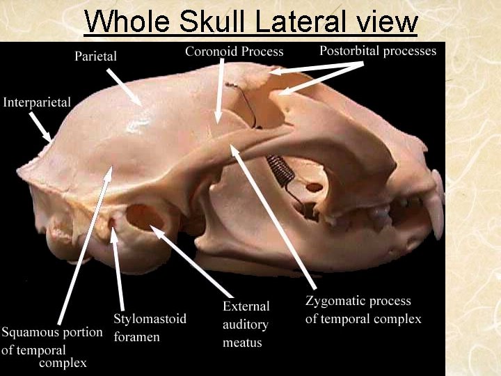 Whole Skull Lateral view 