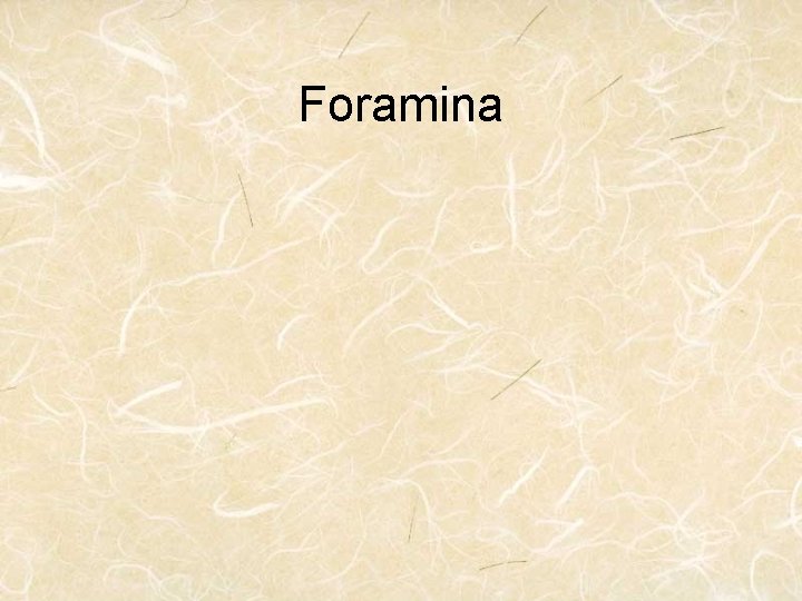 Foramina 