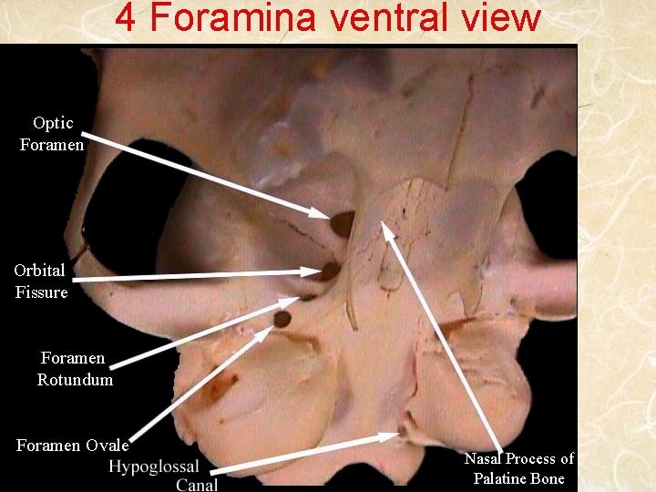 4 Foramina ventral view 