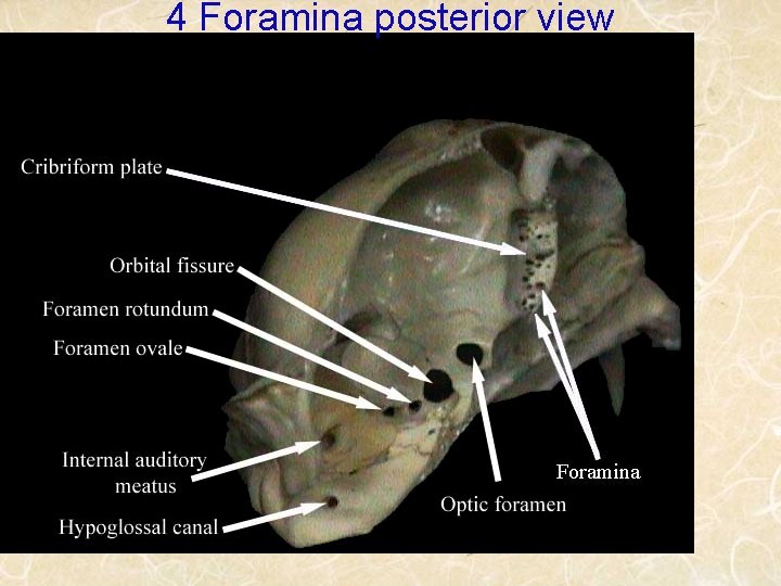 4 Foramina posterior view 
