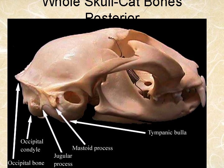 Whole Skull-Cat Bones Posterior 