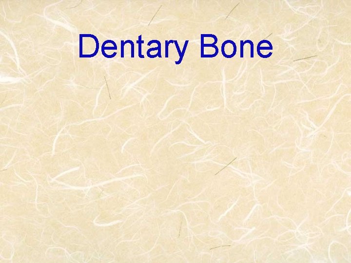 Dentary Bone 