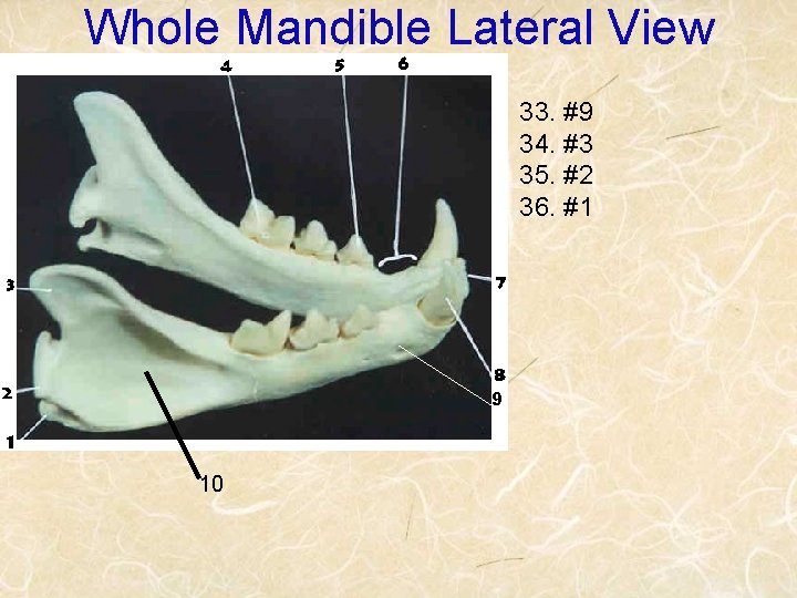 Whole Mandible Lateral View 33. #9 34. #3 35. #2 36. #1 9 10