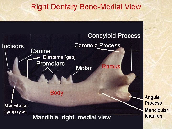 Right Dentary Bone-Medial View Coronoid Process Diastema (gap) Ramus Body Mandibular symphysis Angular Process