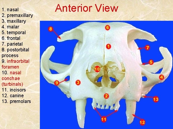 1. nasal 2. premaxillary 3. maxillary 4. malar 5. temporal 6. frontal 7. parietal
