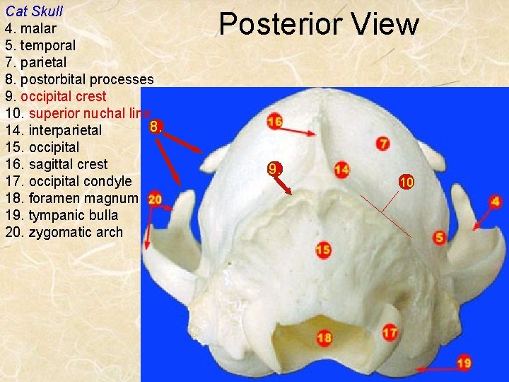 Cat Skull 4. malar 5. temporal 7. parietal 8. postorbital processes 9. occipital crest