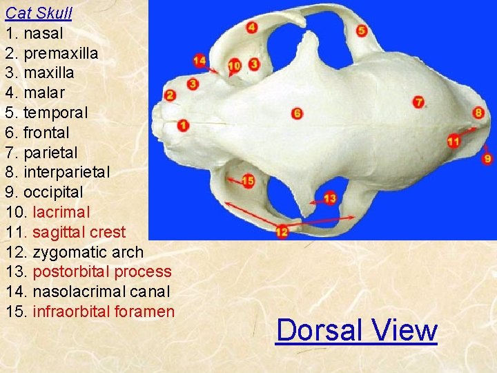 Cat Skull 1. nasal 2. premaxilla 3. maxilla 4. malar 5. temporal 6. frontal