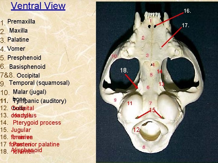 Ventral View 1. Premaxilla 2. Maxilla 3. Palatine 4. Vomer 5. Presphenoid 6. Basisphenoid