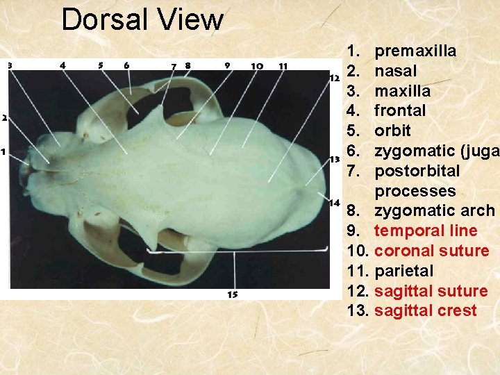 Dorsal View 1. 2. 3. 4. 5. 6. 7. premaxilla nasal maxilla frontal orbit