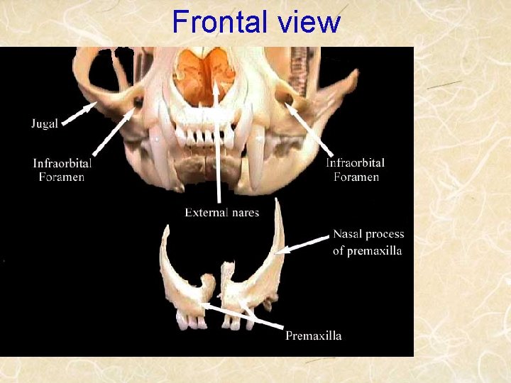 Frontal view 