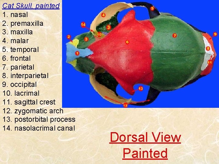 Cat Skull, painted 1. nasal 2. premaxilla 3. maxilla 4. malar 5. temporal 6.