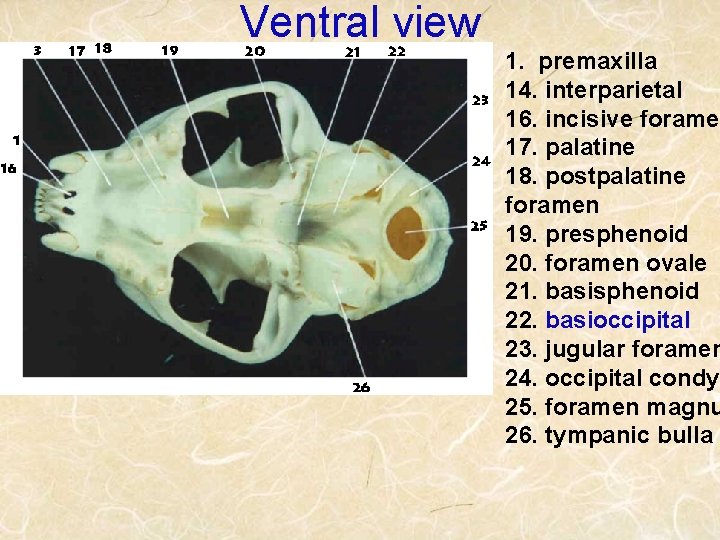 Ventral view 1. premaxilla 14. interparietal 16. incisive foramen 17. palatine 18. postpalatine foramen