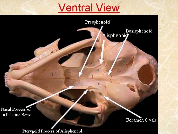 Ventral View Alisphenoid 