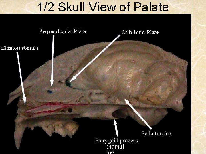 1/2 Skull View of Palate (hamul 
