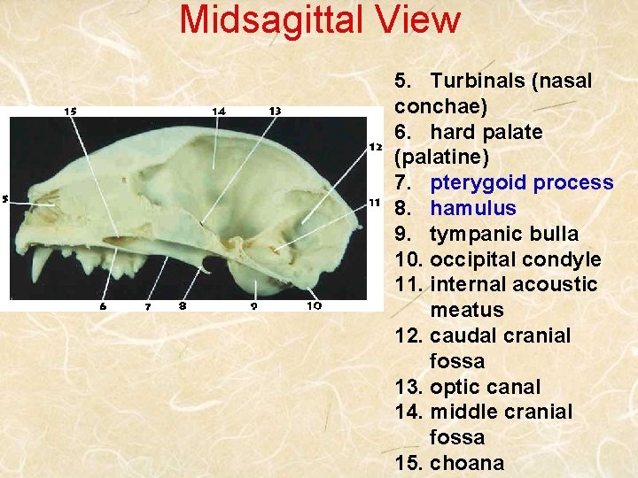Midsagittal View 5. Turbinals (nasal conchae) 6. hard palate (palatine) 7. pterygoid process 8.