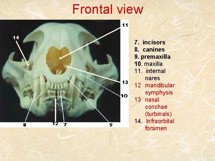 Frontal view 11 14 13 12 7. incisors 8. canines 9. premaxilla 10. maxilla
