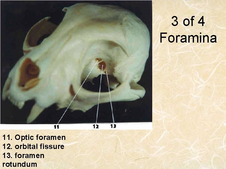 3 of 4 Foramina 11. Optic foramen 12. orbital fissure 13. foramen rotundum 