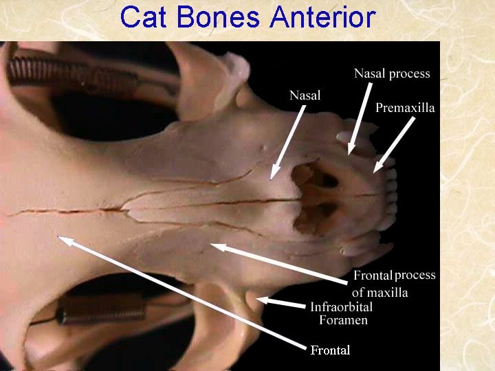 Cat Bones Anterior 