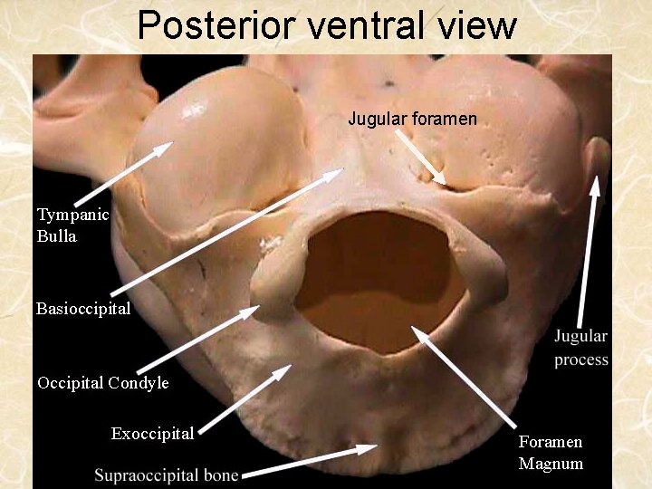 Posterior ventral view Jugular foramen 