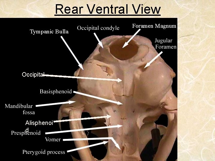 Rear Ventral View Occipital Alisphenoi d 