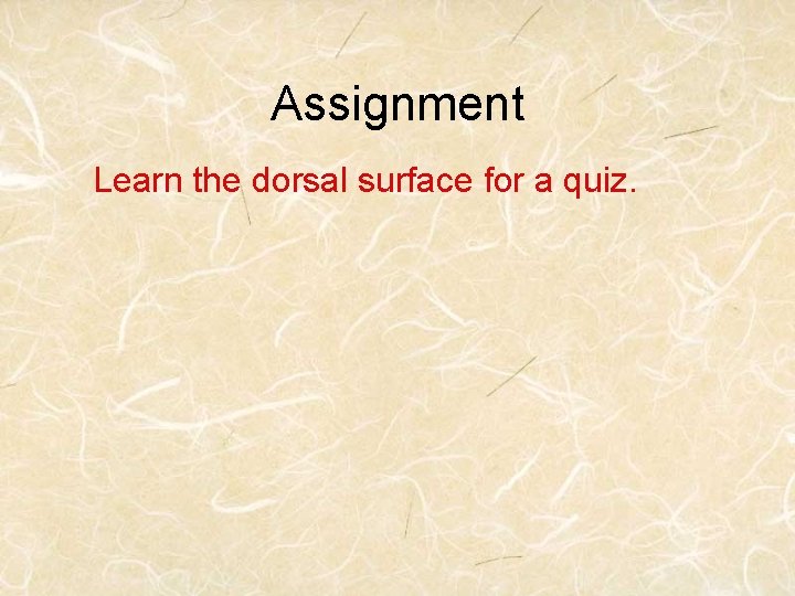 Assignment Learn the dorsal surface for a quiz. 