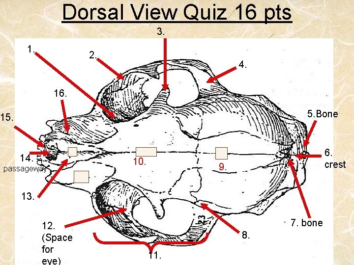 Dorsal View Quiz 16 pts 3. 1. 2. 4. 16. 5. Bone 15. 14.