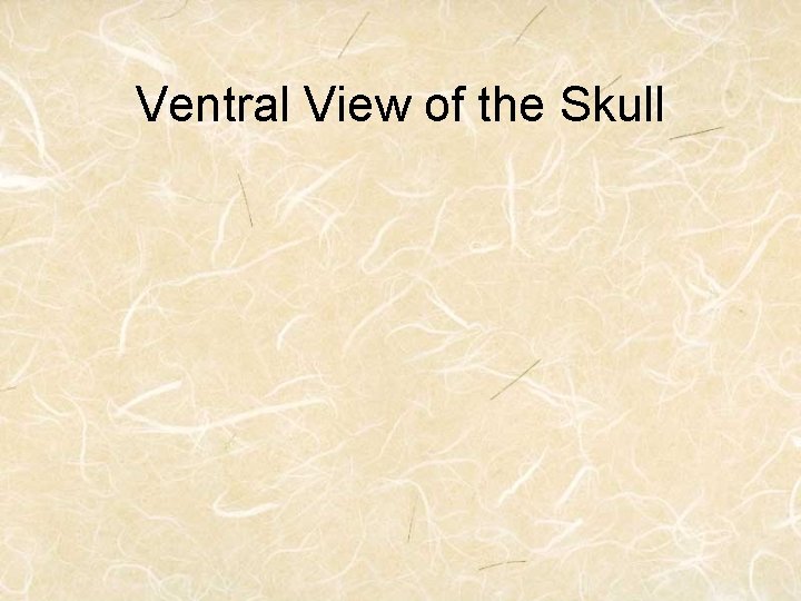 Ventral View of the Skull 