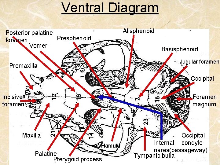 Ventral Diagram Alisphenoid Posterior palatine Presphenoid foramen Vomer Basisphenoid Jugular foramen Premaxilla Occipital .