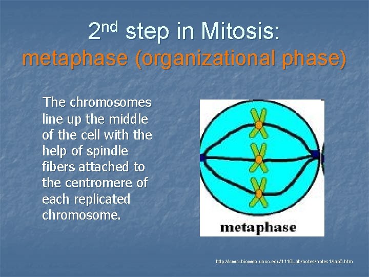 2 nd step in Mitosis: metaphase (organizational phase) The chromosomes line up the middle 2 nd step in Mitosis: metaphase (organizational phase) The chromosomes line up the middle