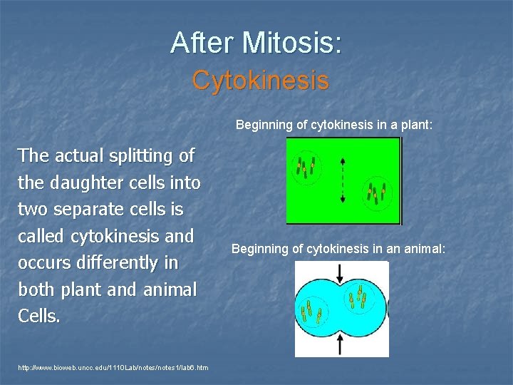 After Mitosis: Cytokinesis Beginning of cytokinesis in a plant: The actual splitting of the After Mitosis: Cytokinesis Beginning of cytokinesis in a plant: The actual splitting of the